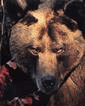 akursus's Avatar