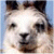 JJRabbit's Avatar